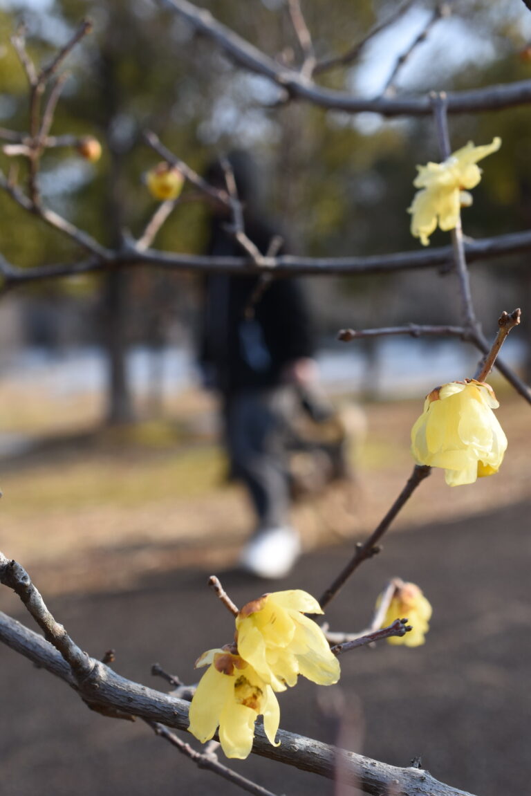 寒中にほころぶロウバイの花=岡山県津山市、グリーンヒルズ津山で