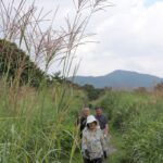ススキの群生地を進む観光客=岡山県真庭市、鬼女台展望台付近で
