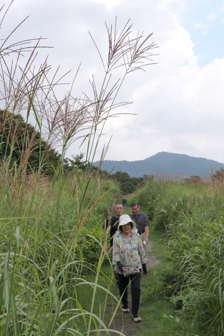ススキの群生地を進む観光客=岡山県真庭市、鬼女台展望台付近で