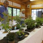 愛好家が丹精こめて育てた山野草の作品