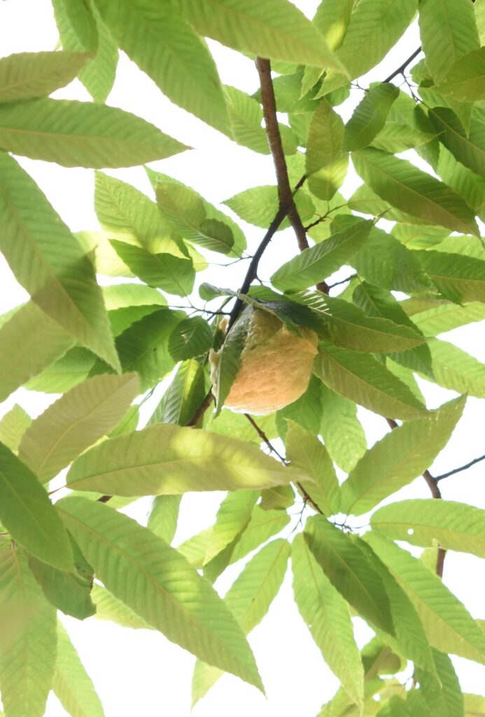 今年も総社で確認されたモリアオガエルの卵塊=岡山県津山市で