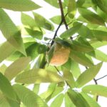 今年も総社で確認されたモリアオガエルの卵塊=岡山県津山市で