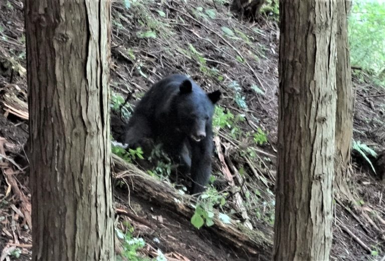 ツキノワグマ豊凶調査結果