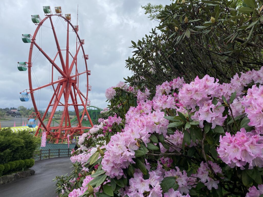 高さ約50メートルの観覧車を背景に咲き誇るシャクナゲ