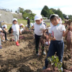 掘ったサツマイモを運ぶ園児たち=岡山県津山市で