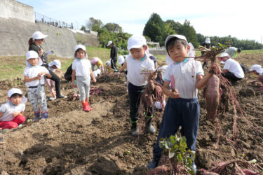 掘ったサツマイモを運ぶ園児たち=岡山県津山市で