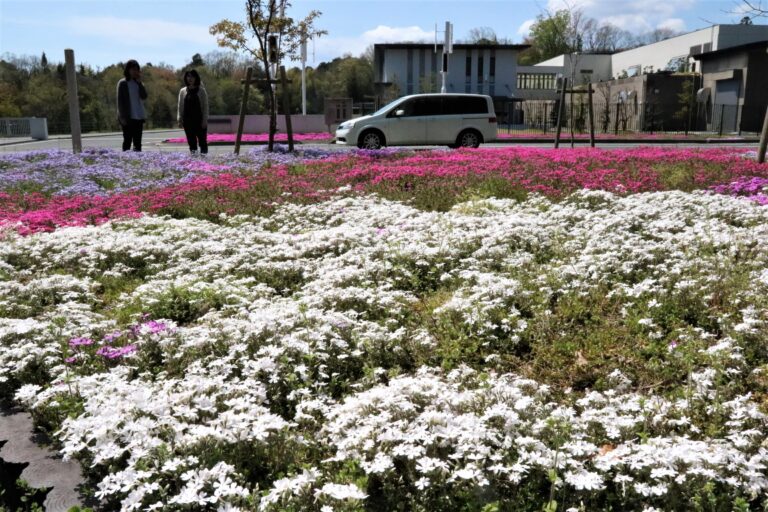 クリーンセンター近くの花壇を彩るシバザクラ=岡山県津山市で