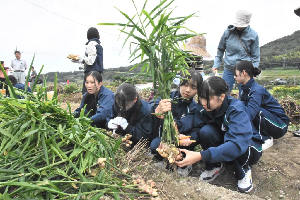 茎をはさみで切り落とす生徒たち