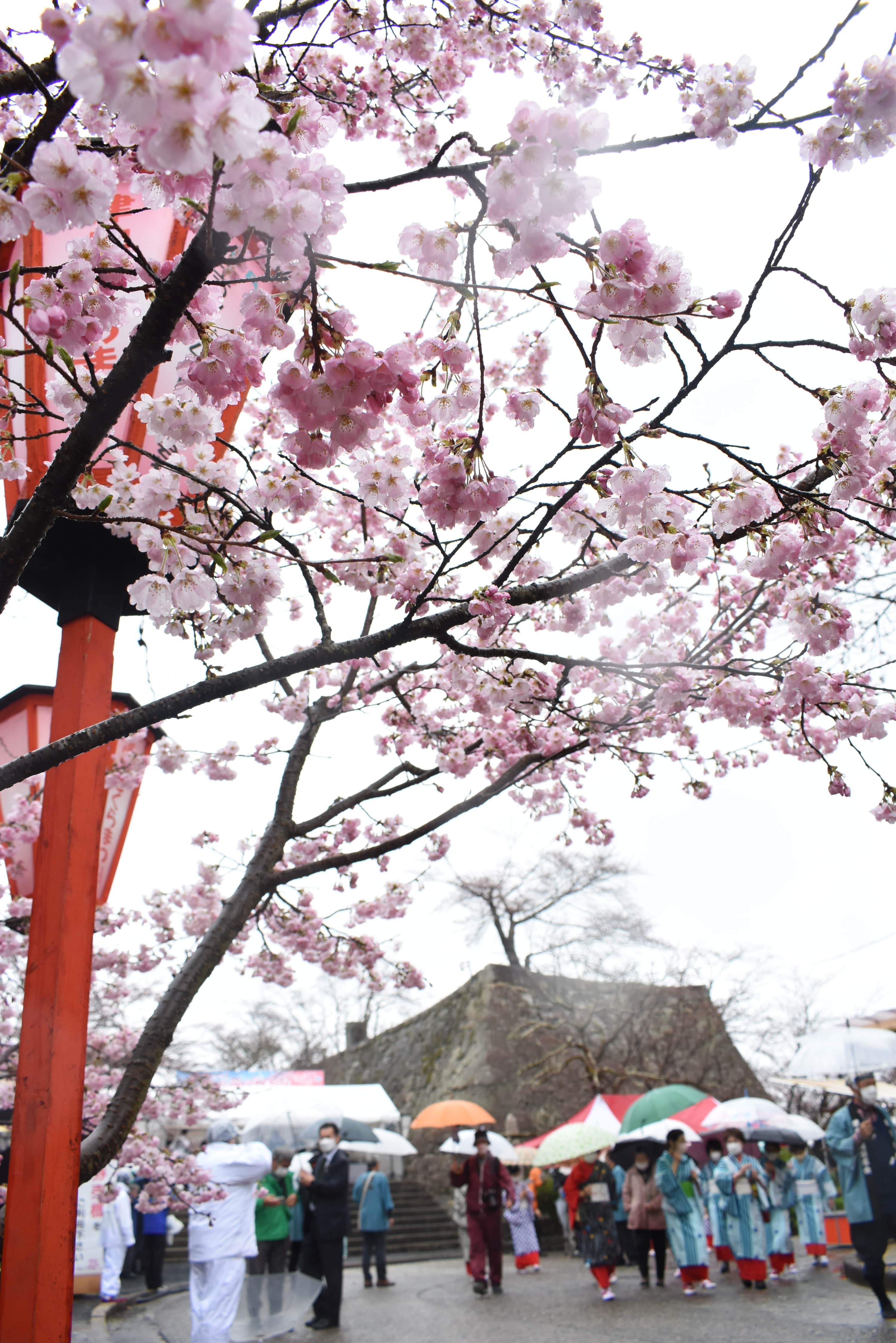 咲き始めた桜の馬場の桜