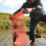 スッポンの子亀の放流=岡山県津山市で
