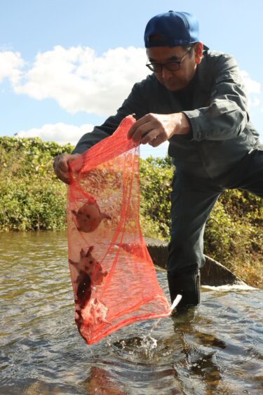 スッポンの子亀の放流=岡山県津山市で