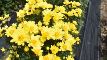 ていねいに1本1本摘み取り　小菊の出荷が最盛期　かれんな花が次々に開花／岡山・鏡野町　