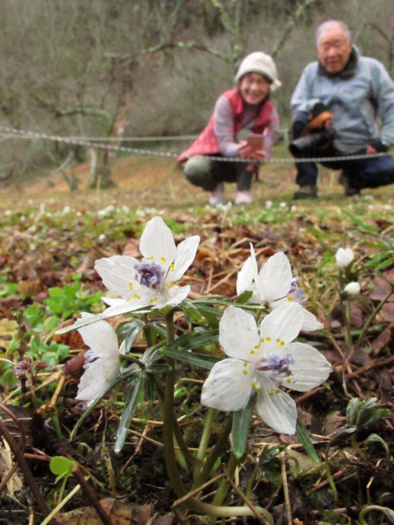 かれんなセツブンソウの花＝岡山県美作市南で