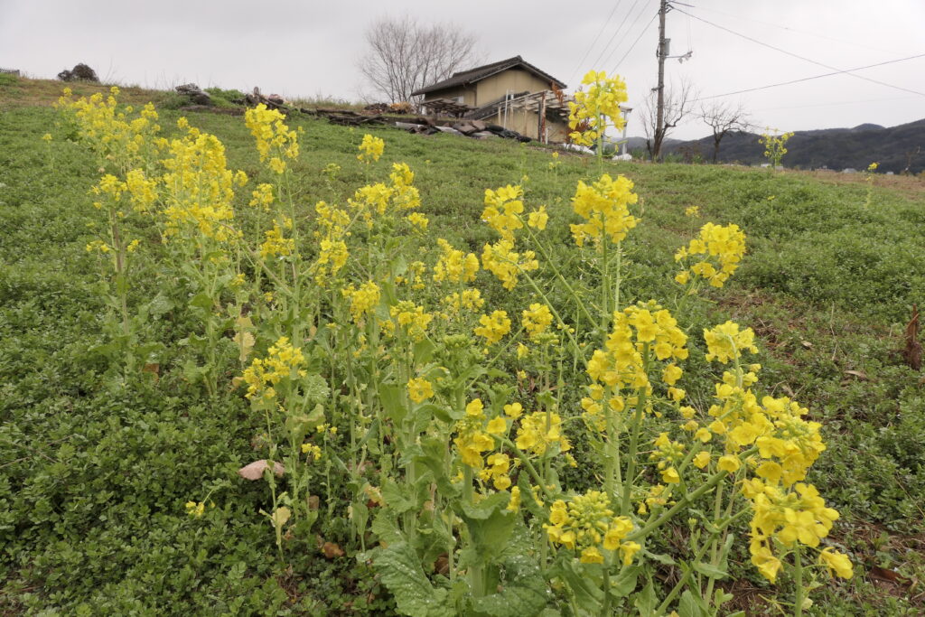 春めく小田中の丘陵地