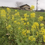 春めく小田中の丘陵地