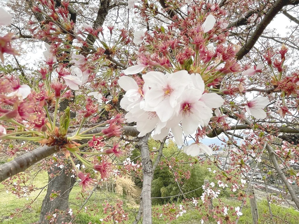 葉桜になりつつもまだ可憐な花を残すソメイヨシノ=2023年4月5日午前9時47分