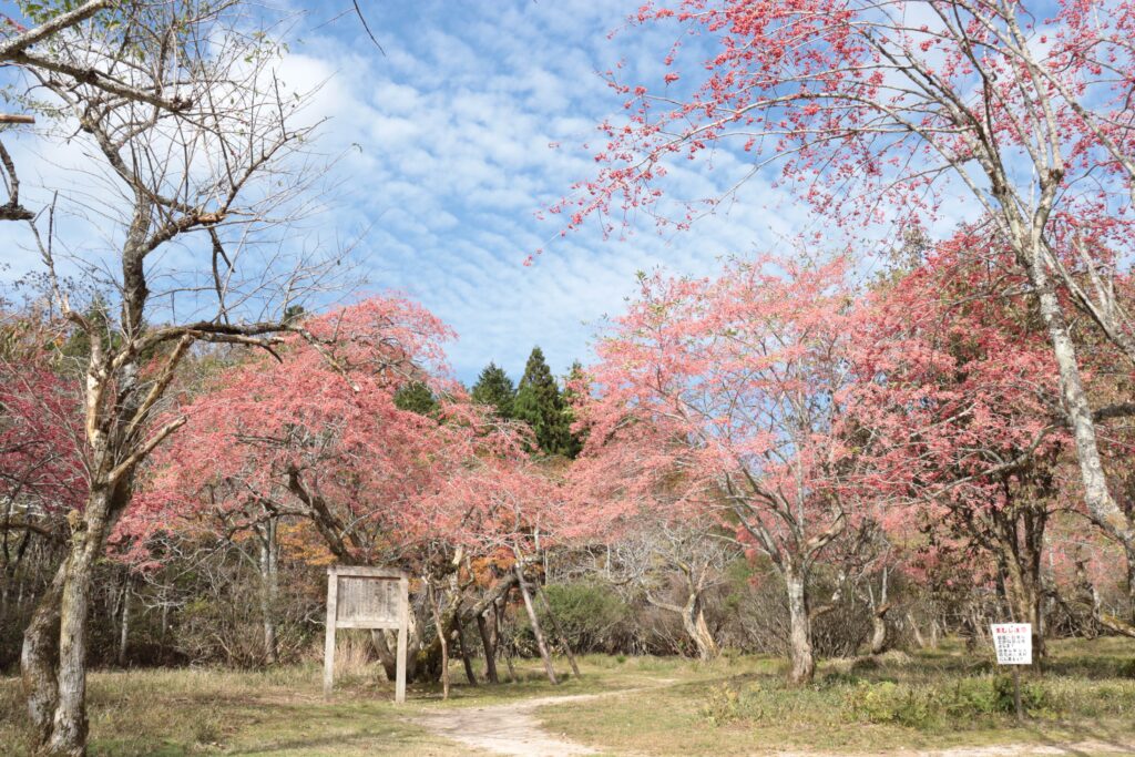 木々が集まり、華やかな景観をつくる県立森林公園まゆみ園地