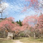 木々が集まり、華やかな景観をつくる県立森林公園まゆみ園地