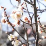 ほころびはじめたウメの花＝岡山県津山市の立石家邸宅前で