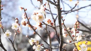 二十四節気「春分」　開花進む梅林　甘い香りに包まれ春の訪れ感じる／岡山・津山市