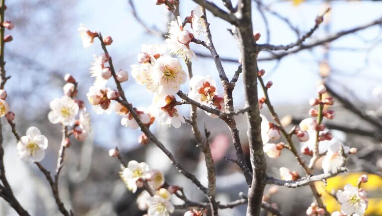 ほころびはじめたウメの花＝岡山県津山市の立石家邸宅前で