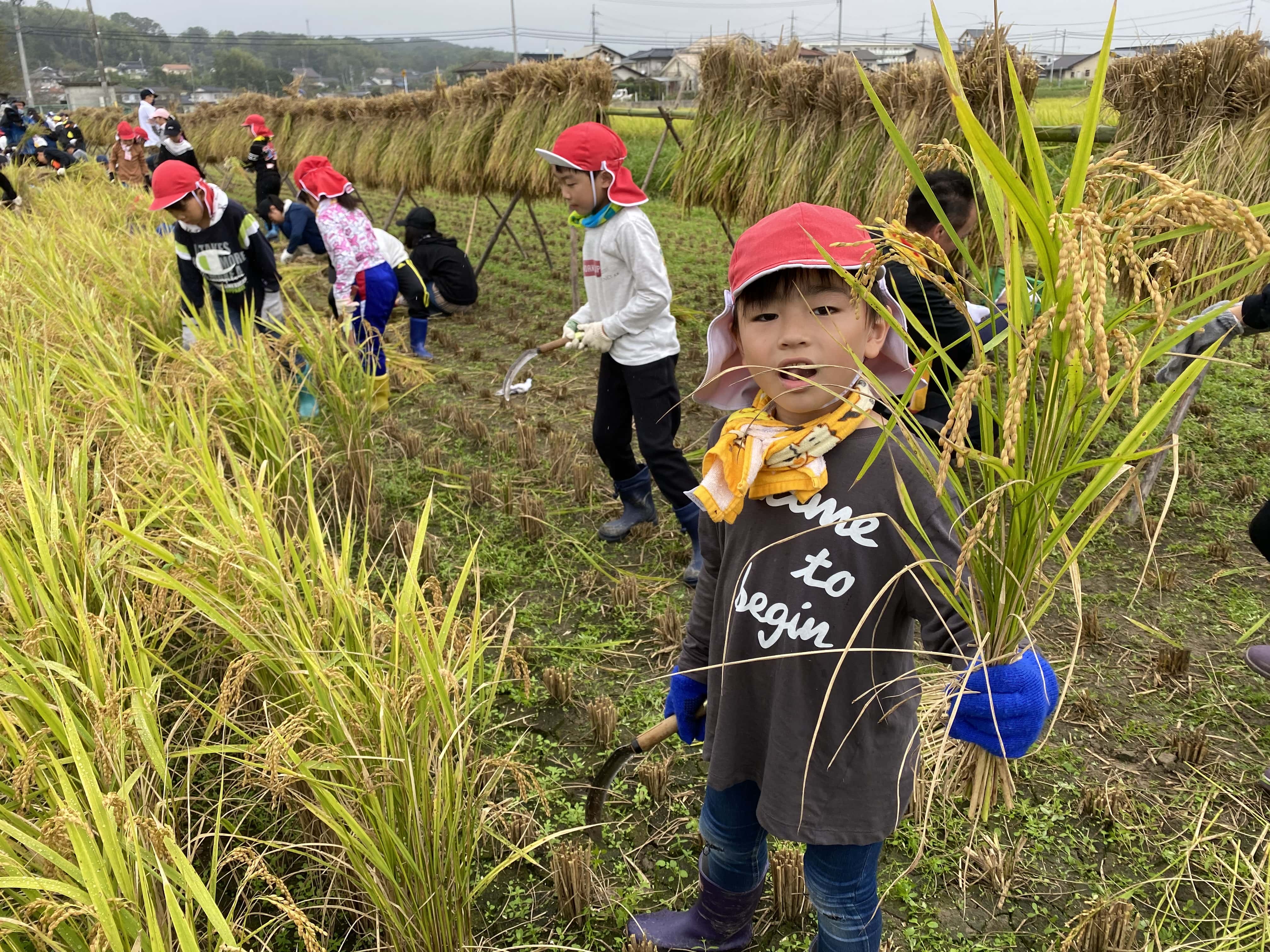食糧難に苦しむ国に米を送る「アジア・アフリカ支援米事業」に取り組む高野小学校,稲の刈り取り作業