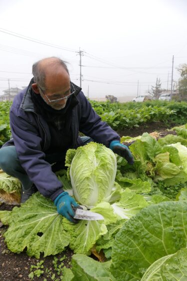 白菜「上出来」　冬野菜の収穫最盛期に　７日は二十四節気「大雪」／岡山・津山市