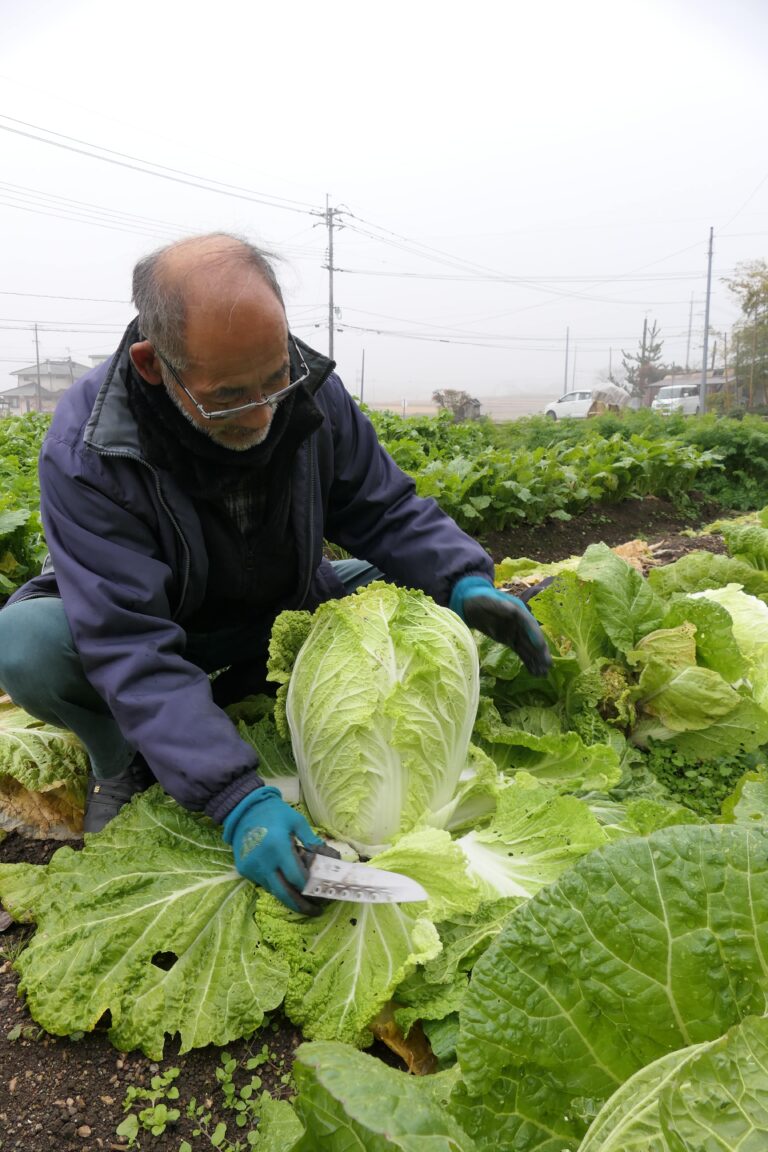大きく育った白菜を収穫する守さん＝岡山県津山市で