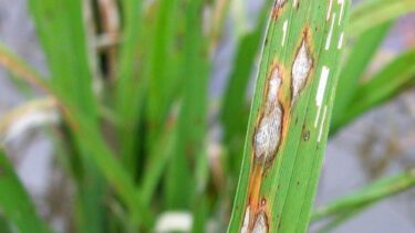 イネいもち病の流行懸念,岡山県内全域に病害虫発生予察注意報を発令