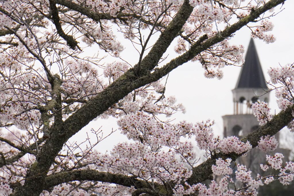 満開の桜と作東タワーとのコラボレーション=2024年4月6日午後3時21分