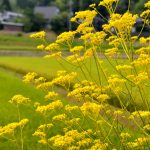 下高倉東の道沿いで秋の七草、オミナエシが早くも見ごろ