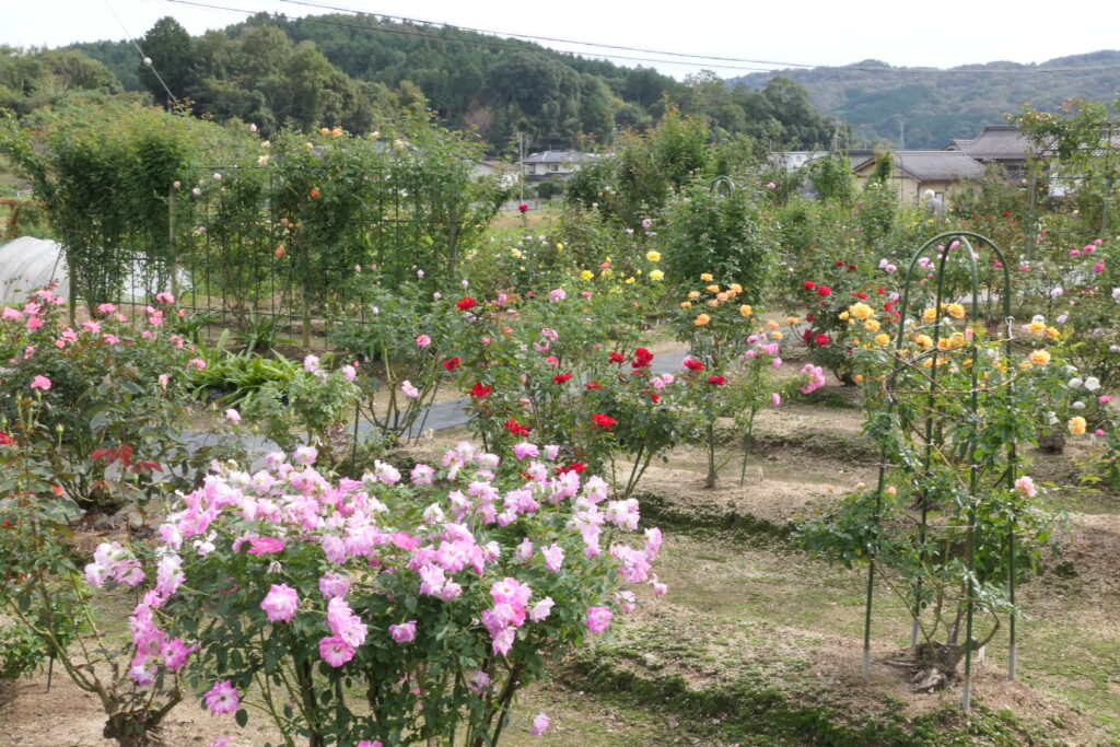 見ごろを迎えた園内のバラ