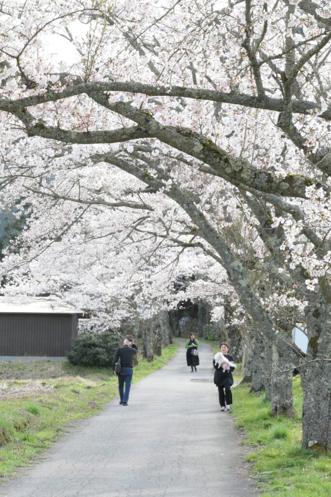 桜並木を散策する観光客