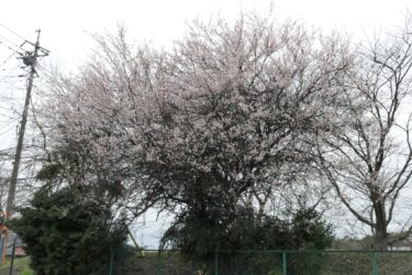 桜？梅です　並木にまぎれるピンクの花　「そっくりでびっくり」／岡山・津山市