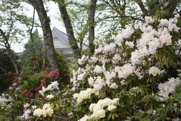 新緑の山里彩る　寺院周辺でシャクナゲ見ごろ　色とりどりの1500本／岡山・美咲町