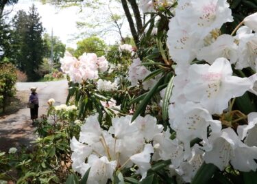 両山寺のシャクナゲの花が見ごろ迎える／岡山・美咲町