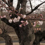 津山城、三の丸の標本木に咲く桜＝岡山県津山市で