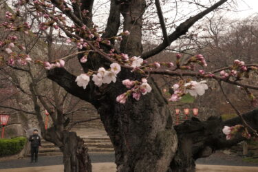 津山城、三の丸の標本木に咲く桜＝岡山県津山市で