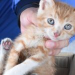 助け出された子猫=岡山県津山市で