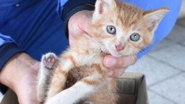 助け出された子猫=岡山県津山市で