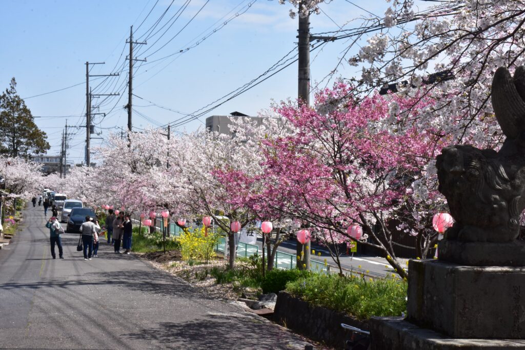満開の花が咲き誇る参道の桜並木