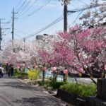 満開の花が咲き誇る参道の桜並木