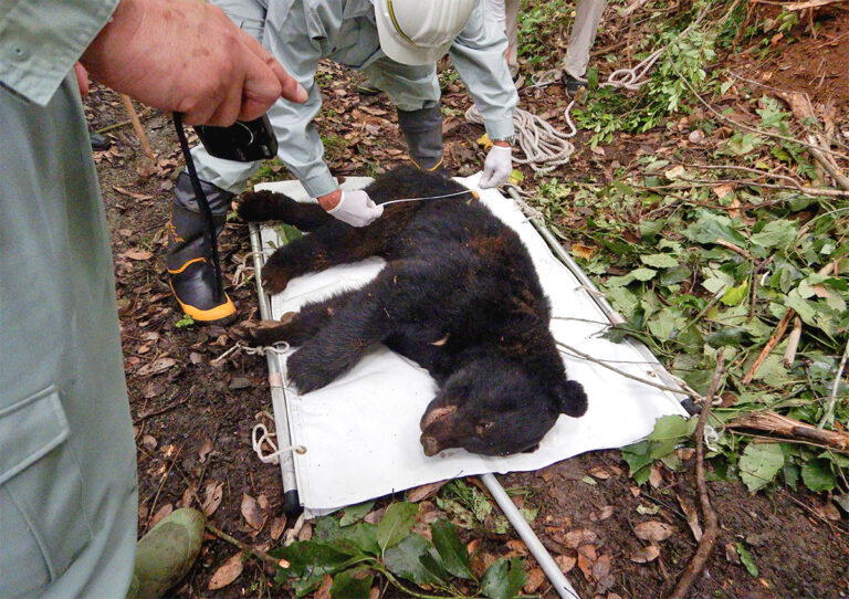 錯誤捕獲されたツキノワグマ（市提供）=岡山県津山市で