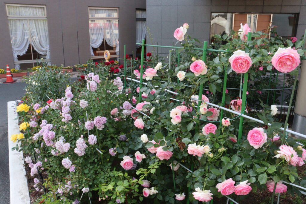津山中央記念病院玄関前の花壇に植栽された色とりどりのバラ