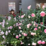 津山中央記念病院玄関前の花壇に植栽された色とりどりのバラ