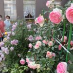 花盛りを迎えた色とりどりのバラ=岡山県津山市で