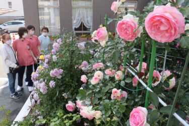花盛りを迎えた色とりどりのバラ=岡山県津山市で