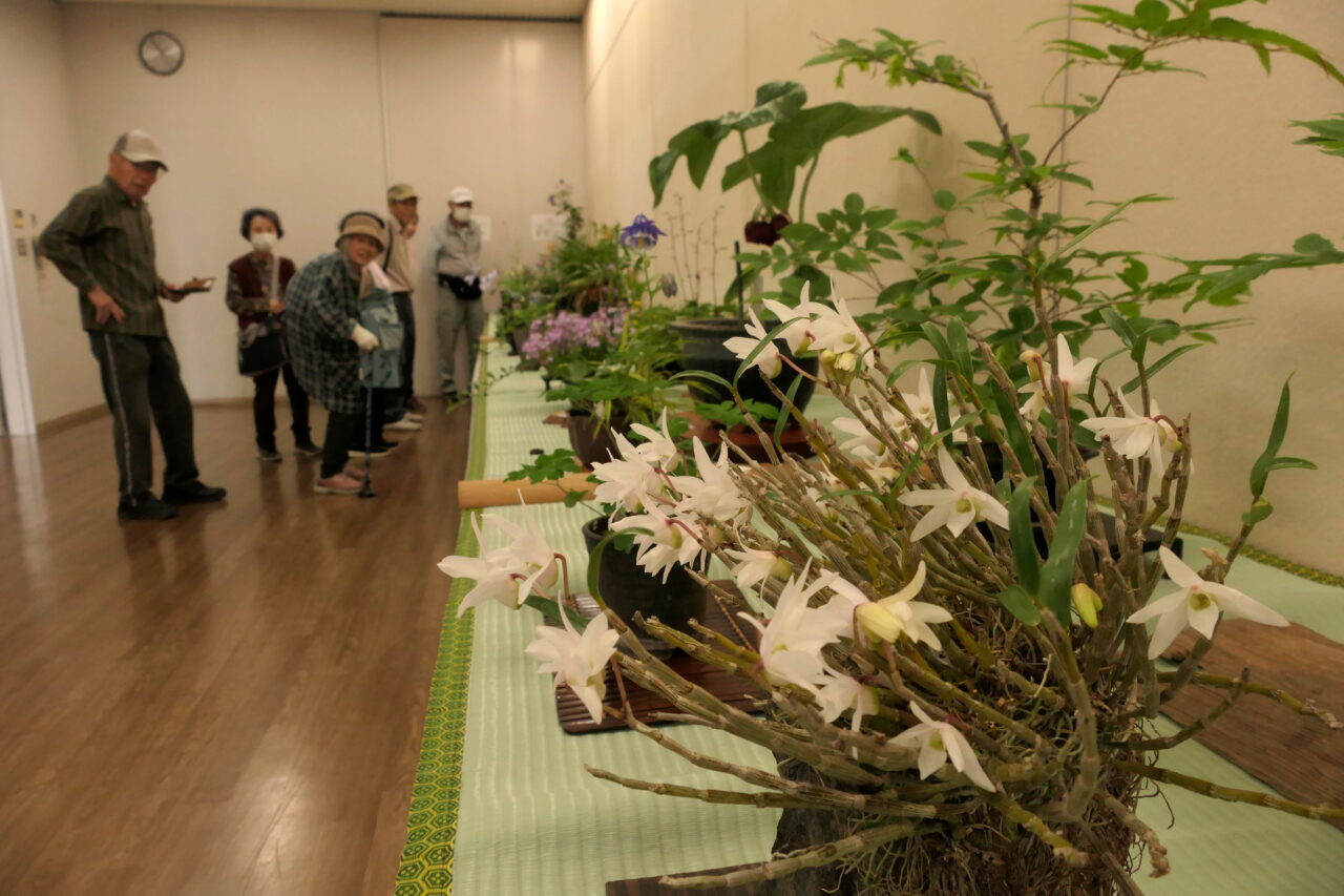 会場に並ぶ素朴で美しい山野草＝岡山県津山市で