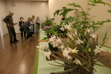 会場に並ぶ素朴で美しい山野草＝岡山県津山市で