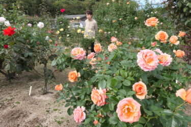 見事な秋バラの咲き姿を愛でる来館者=岡山県津山市で